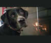 Bodhi, a Labrador Retriever and Boxer mix tested with EmbarkVet.com