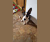 Witten, a Border Collie and Rat Terrier mix tested with EmbarkVet.com