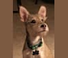 Seamas, a German Shepherd Dog and Miniature Schnauzer mix tested with EmbarkVet.com