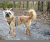 Photo of Reese, a Brussels Griffon, Poodle (Small), and Papillon mix in North Dakota, USA