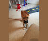 Dallas, a Siberian Husky and German Shepherd Dog mix tested with EmbarkVet.com