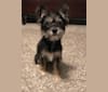 Daisy, a Miniature Schnauzer and Russell-type Terrier mix tested with EmbarkVet.com