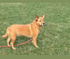 Photo of Scotchie, a Siberian Husky, German Shepherd Dog, Labrador Retriever, Chow Chow, and Mixed mix in Indiana, USA