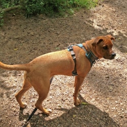 Dog dna test store black mouth cur