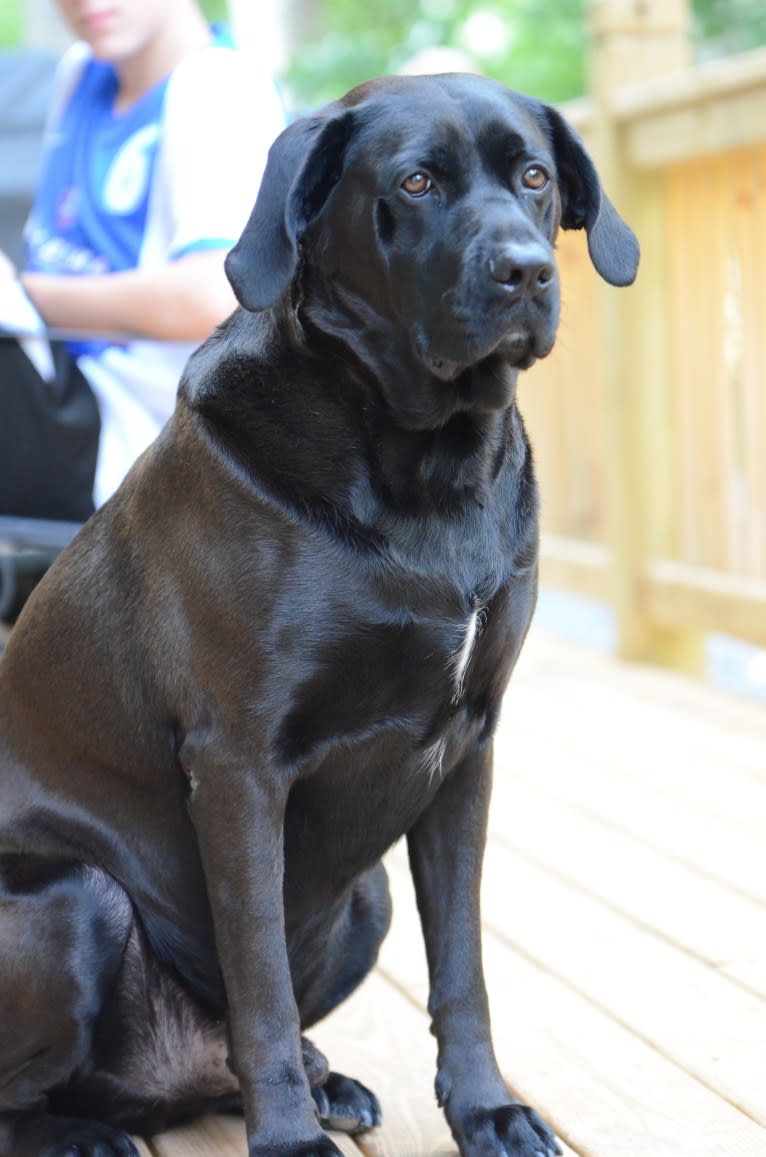 Moose, a Boxer and Labrador Retriever mix tested with EmbarkVet.com