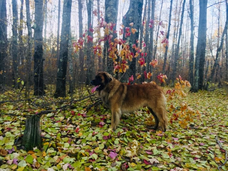 Countryhills Winston, a Leonberger tested with EmbarkVet.com