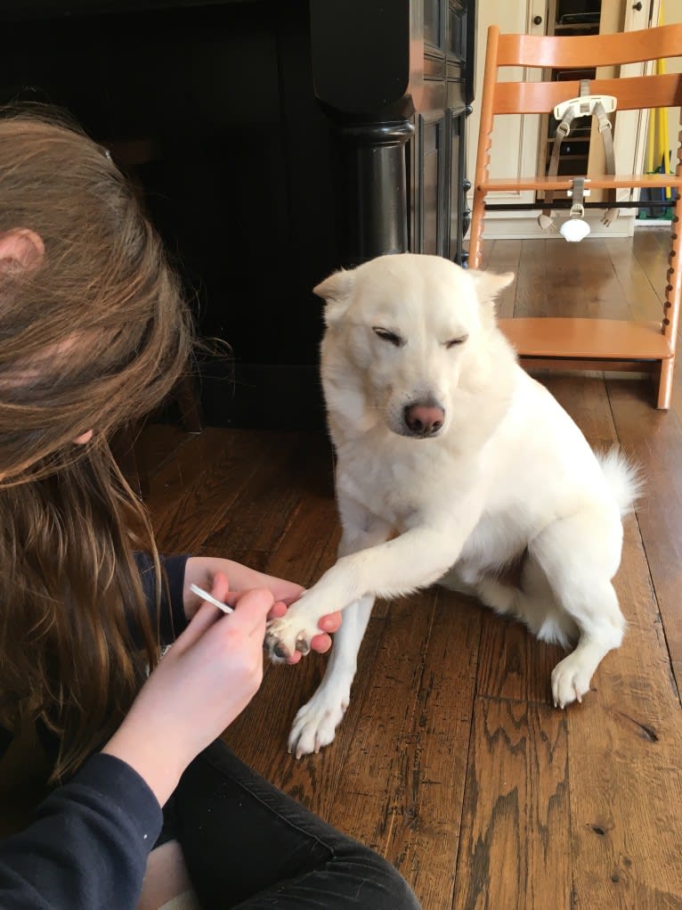 Bolt, an American Eskimo Dog and Keeshond mix tested with EmbarkVet.com