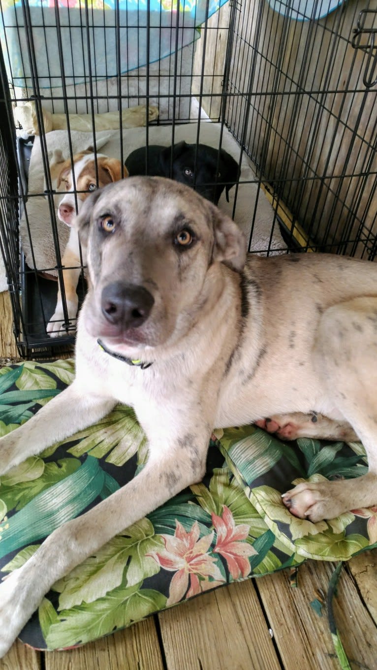 Luther, a Great Dane and Alaskan Malamute mix tested with EmbarkVet.com