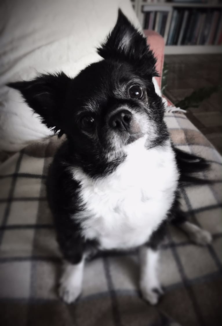 Herschel, a Chihuahua and Pekingese mix tested with EmbarkVet.com