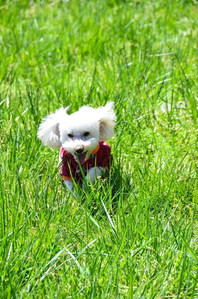 Chewy, a Poodle (Small) tested with EmbarkVet.com