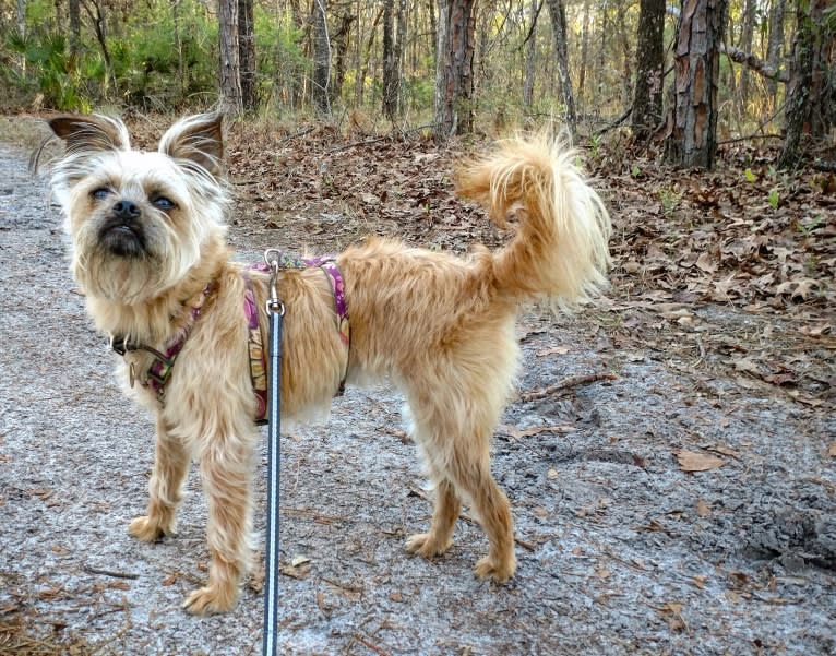 Reese, a Brussels Griffon and Poodle (Small) mix tested with EmbarkVet.com