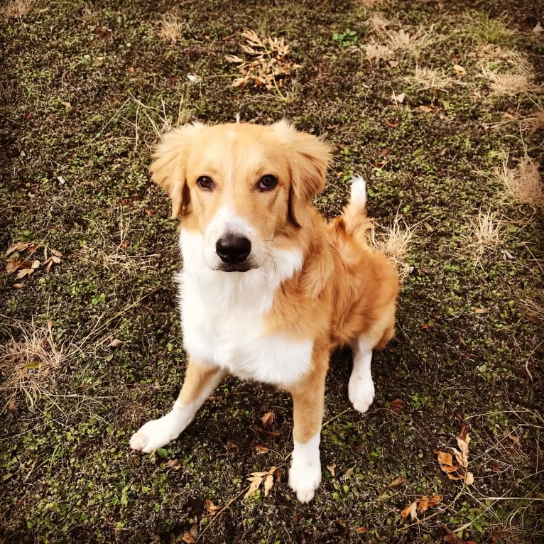 Charlie, an Australian Shepherd and American Pit Bull Terrier mix tested with EmbarkVet.com