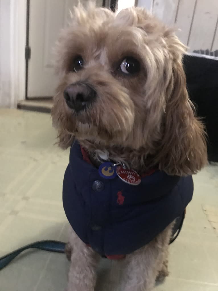 Keeper, a Cavapoo tested with EmbarkVet.com