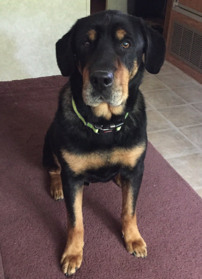 Chief, a German Shepherd Dog and Labrador Retriever mix tested with EmbarkVet.com