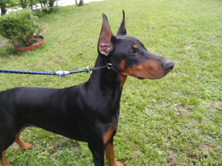 Fate, a Doberman Pinscher tested with EmbarkVet.com