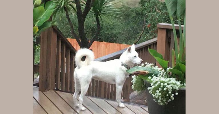 Nala, an East Asian Village Dog tested with EmbarkVet.com