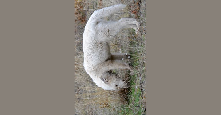 Triton, an Alaskan Malamute and German Shepherd Dog mix tested with EmbarkVet.com