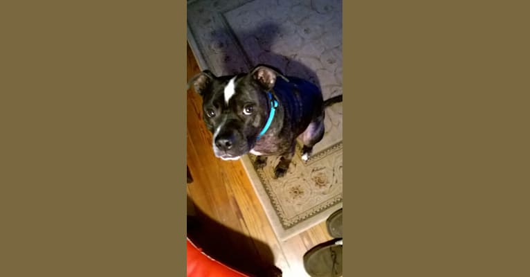 Photo of Pepe, an American Pit Bull Terrier  in Pennsylvania, USA