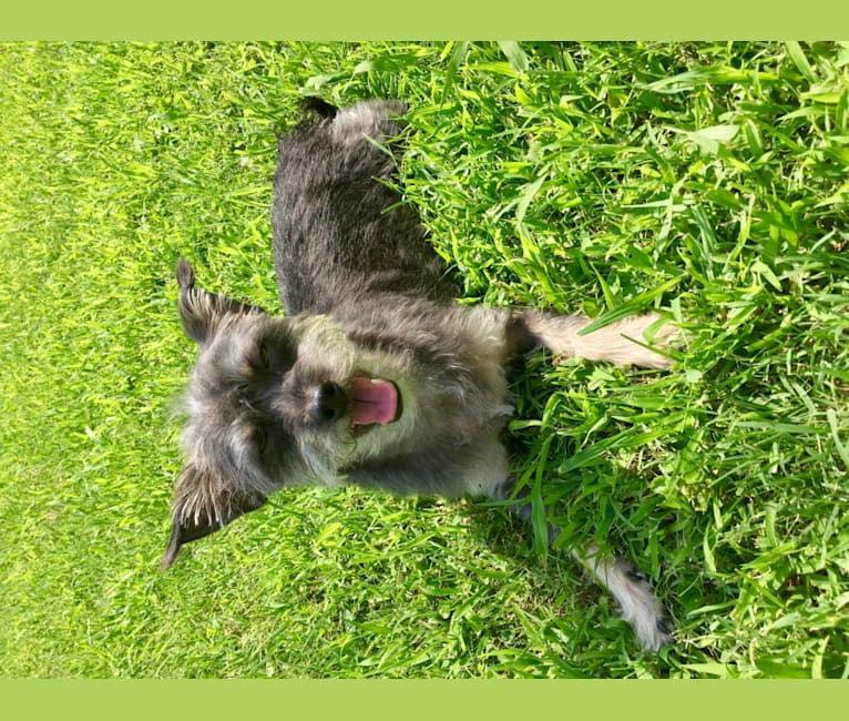 rat terrier bichon mix