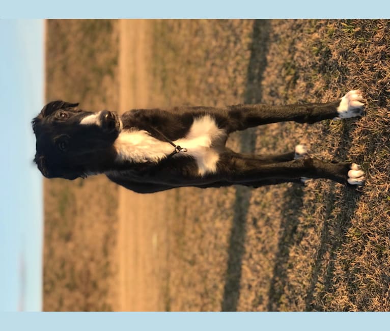 embark dog dna test breed