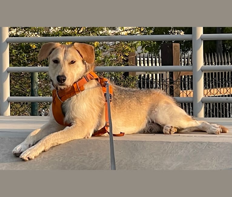 Ozzie, a West Asian Village Dog tested with EmbarkVet.com