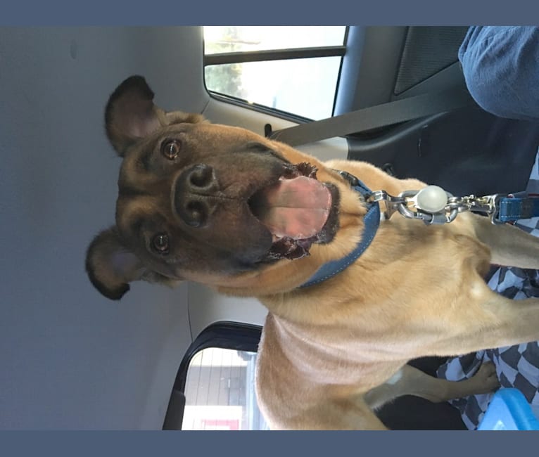 Jax, an American Pit Bull Terrier and Chow Chow mix tested with EmbarkVet.com