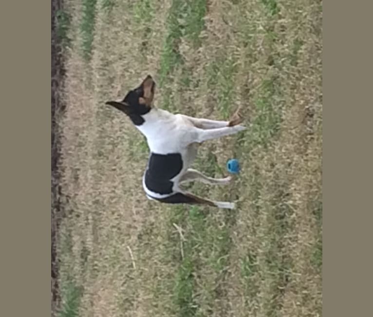 YRR Violet, a Toy Fox Terrier tested with EmbarkVet.com