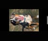 Murphy, a Greater Swiss Mountain Dog tested with EmbarkVet.com