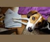 Lucie, a Beagle and Australian Shepherd mix tested with EmbarkVet.com