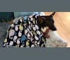 Bodi, an Australian Cattle Dog and Siberian Husky mix tested with EmbarkVet.com