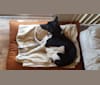 Lyra, a Formosan Mountain Dog tested with EmbarkVet.com