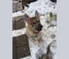 Koa, a German Shepherd Dog and Siberian Husky mix tested with EmbarkVet.com