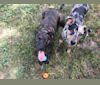 Navi, a Labrador Retriever and Australian Shepherd mix tested with EmbarkVet.com
