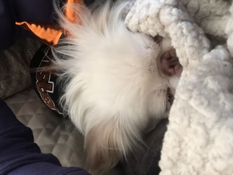 Mochi, a Japanese Chin tested with EmbarkVet.com