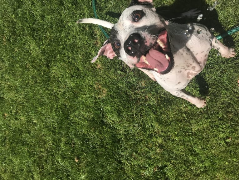 Lucie, an American Pit Bull Terrier and Boxer mix tested with EmbarkVet.com