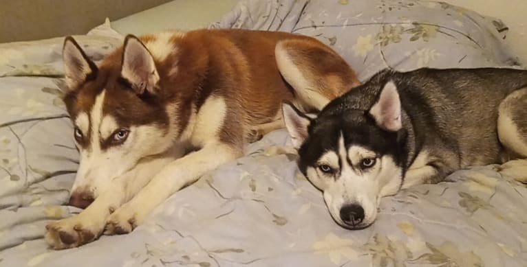 Titan, a Gerberian Shepsky tested with EmbarkVet.com