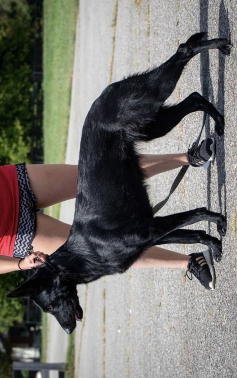 Jetta, a German Shepherd Dog tested with EmbarkVet.com