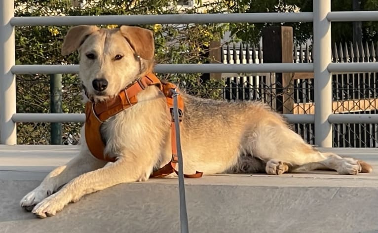 Ozzie, a West Asian Village Dog tested with EmbarkVet.com