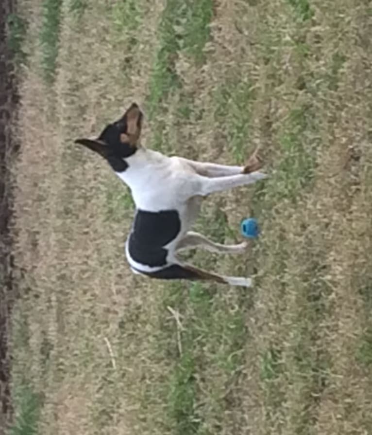 YRR Violet, a Toy Fox Terrier tested with EmbarkVet.com