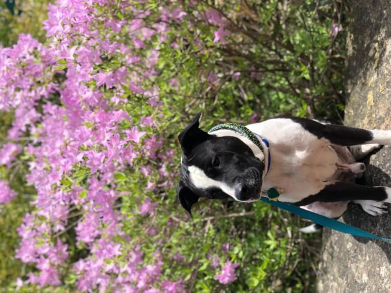 Chappie, an American Pit Bull Terrier and American Staffordshire Terrier mix tested with EmbarkVet.com