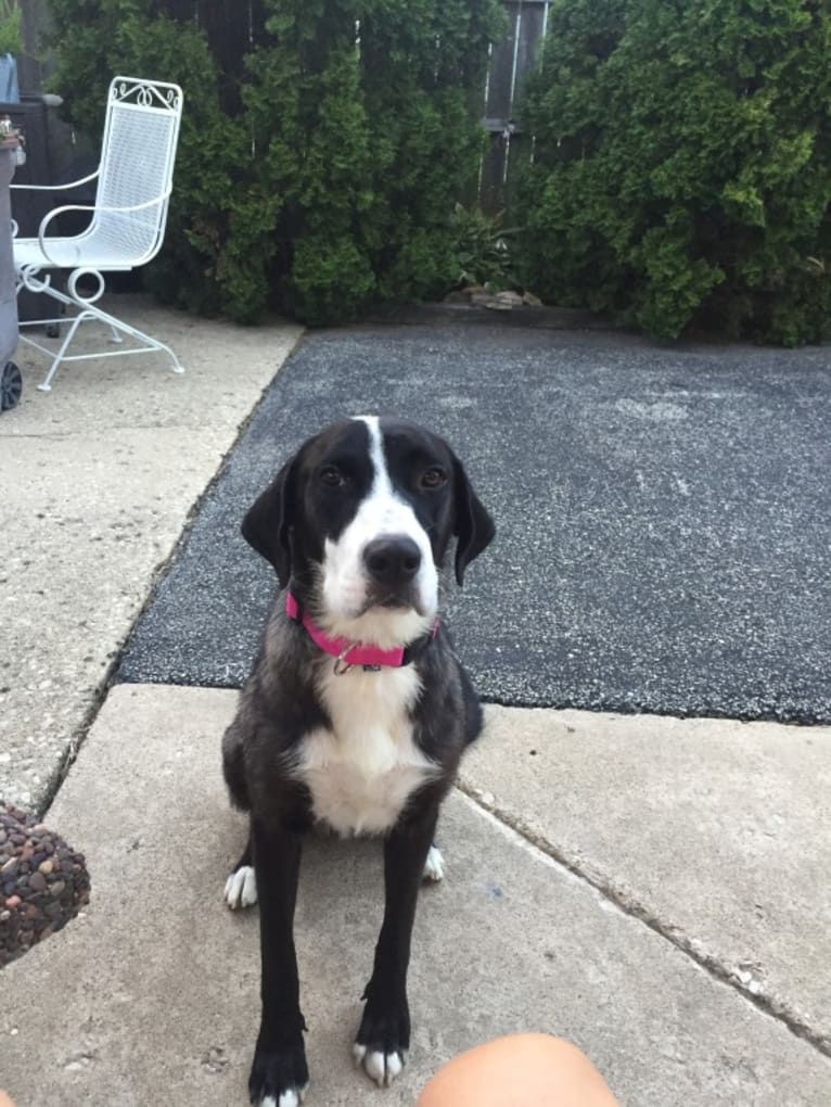 Toula, a Great Pyrenees and English Springer Spaniel mix tested with EmbarkVet.com