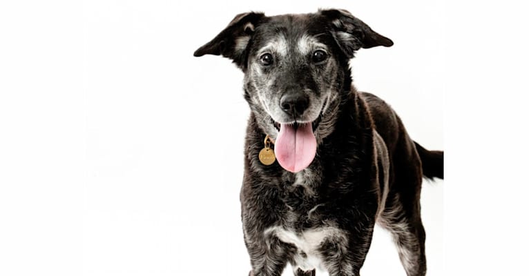 Pixie, a Labrador Retriever and Border Collie mix tested with EmbarkVet.com
