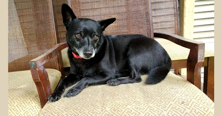 Tux, a Schipperke and Boston Terrier mix tested with EmbarkVet.com