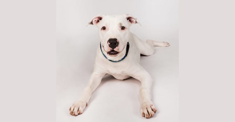 Basil, an American Pit Bull Terrier and American Bulldog mix tested with EmbarkVet.com