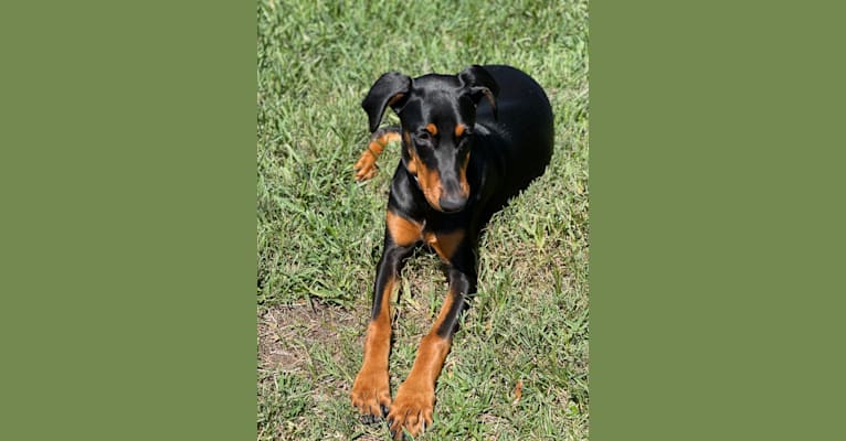 Petra Venge Montgomery, a Doberman Pinscher tested with EmbarkVet.com