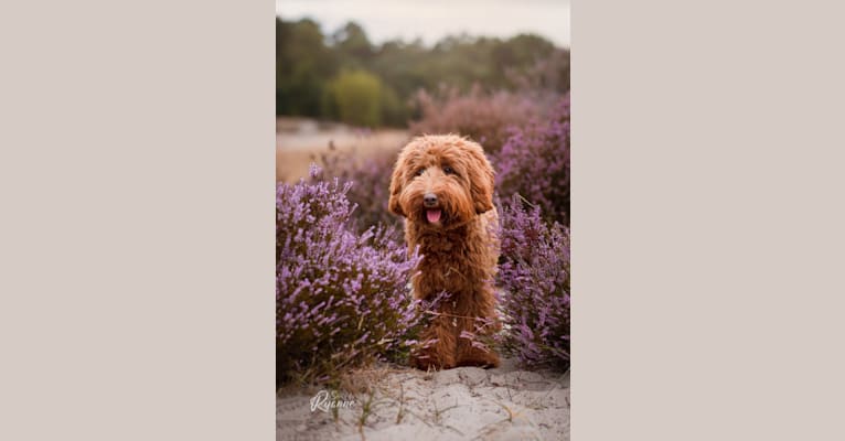 Photo of Ruby, a Poodle (Small), Poodle (Standard), and Labrador Retriever mix in Berkel en Rodenrijs, Nederland