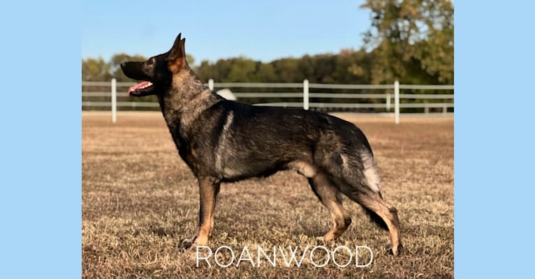 Rage, a German Shepherd Dog tested with EmbarkVet.com
