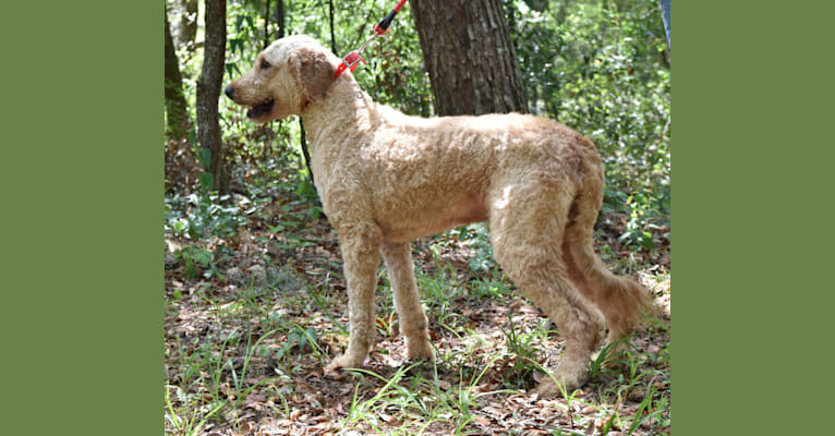 marty, a Goldendoodle tested with EmbarkVet.com