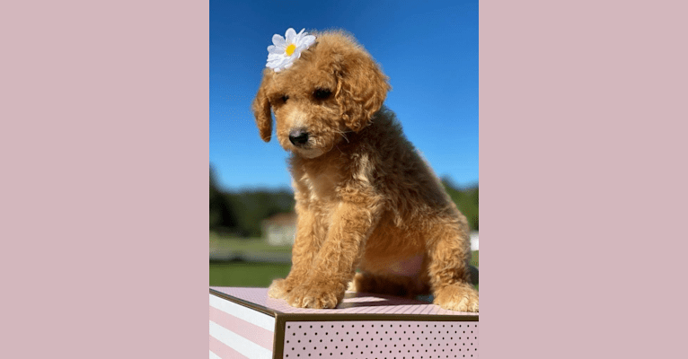 Photo of Zoey, a Goldendoodle  in Kissimmee, FL, USA