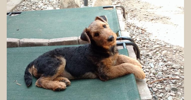 Sasha, an Airedale Terrier tested with EmbarkVet.com
